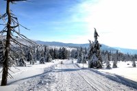 Zimní výlet Krkonoše - cesta pod Petrovkou