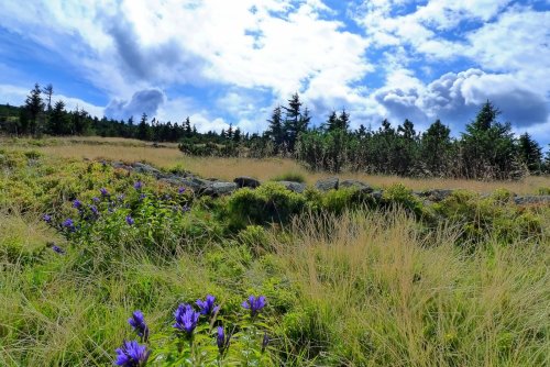 Růženčina zahrádka - Rosengarten - tajemstvím opředené energetické a mystické místo v Krkonoších