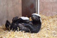 ZOO Safari - Dvůr Králové nad Labem