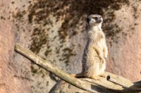 Zoo Dvůr Králové nad Labem