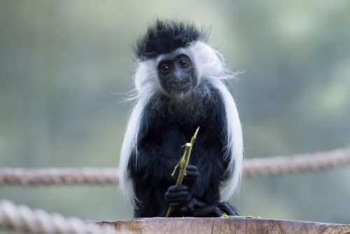 ZOO Safari Park - Dvůr Králové nad Labem und Les Království dam