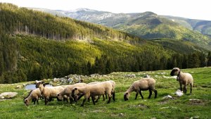 Ubytování - Brádlerovy Boudy - Špindlerův Mlýn - Krkonoše