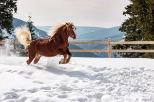 Ubytování - Resort Sv. František - Erlebachova bouda - Špindlerův Mlýn - Krkonoše